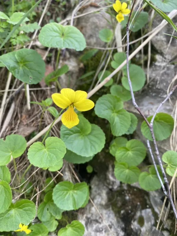Caucasian violet