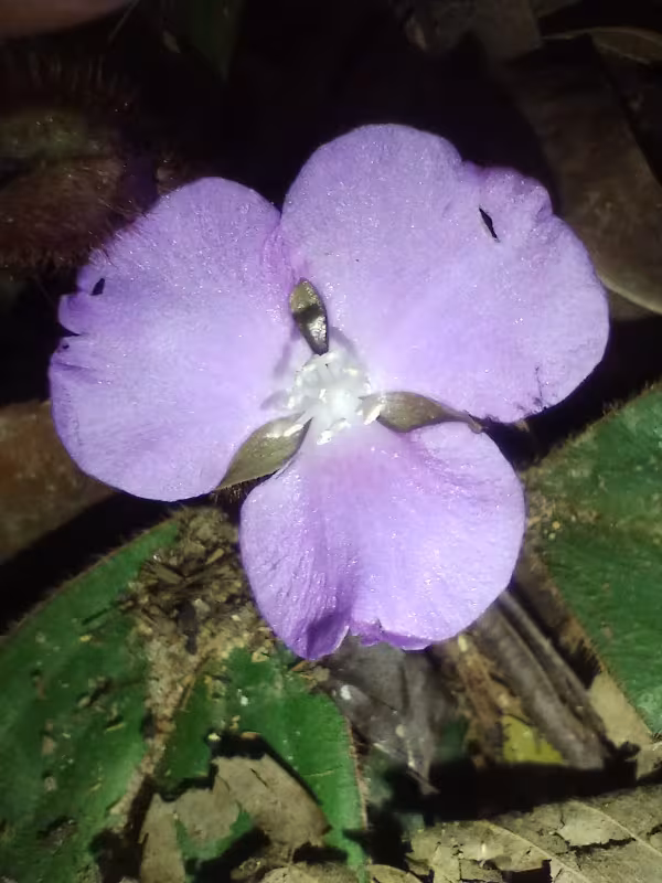 Siderasis fuscata
