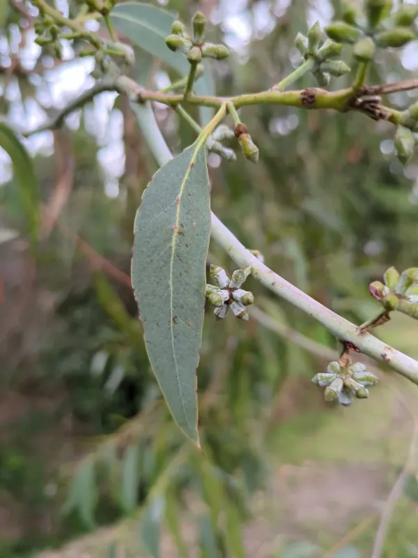 Eucalyptus cephalocarpa