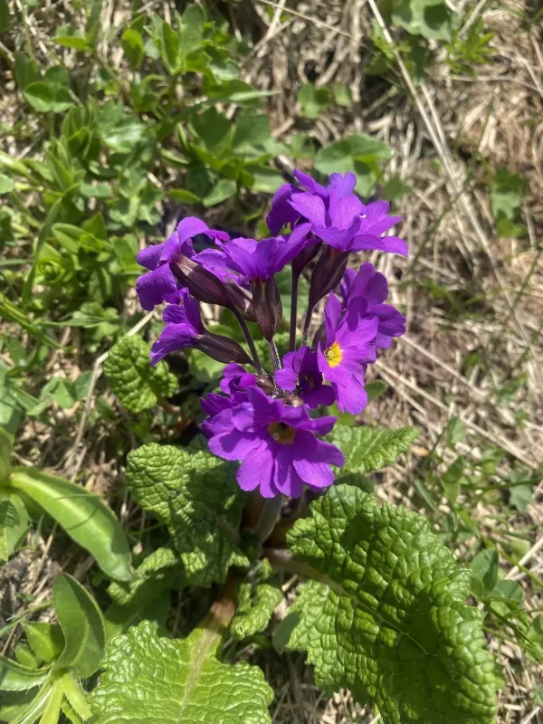 Primula amoena