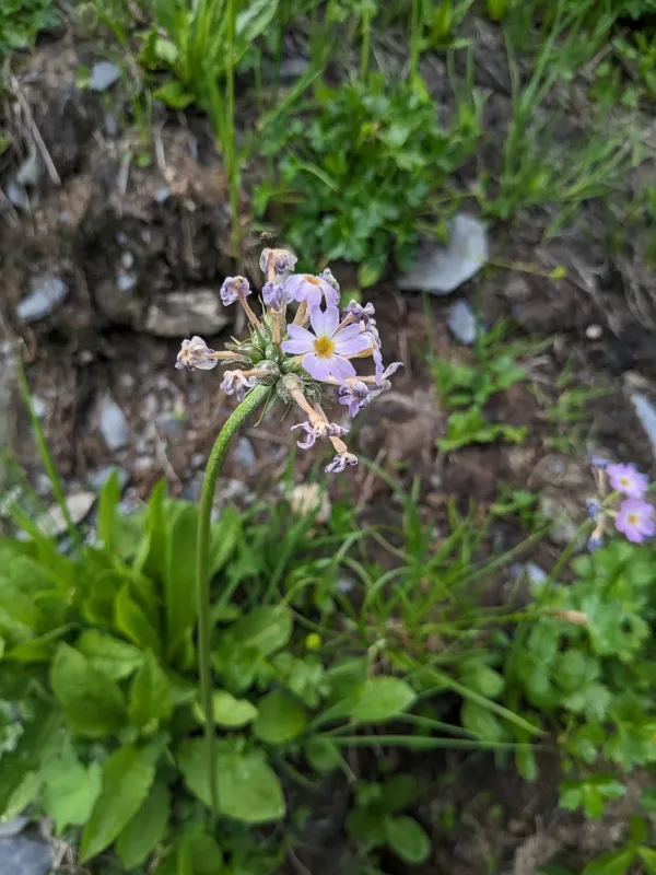 Auricula primrose