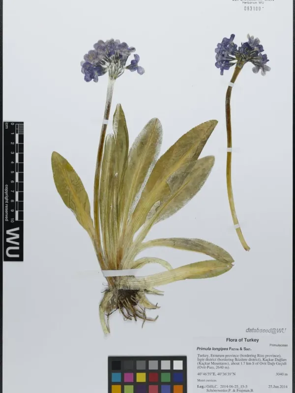 Long-stalk primrose