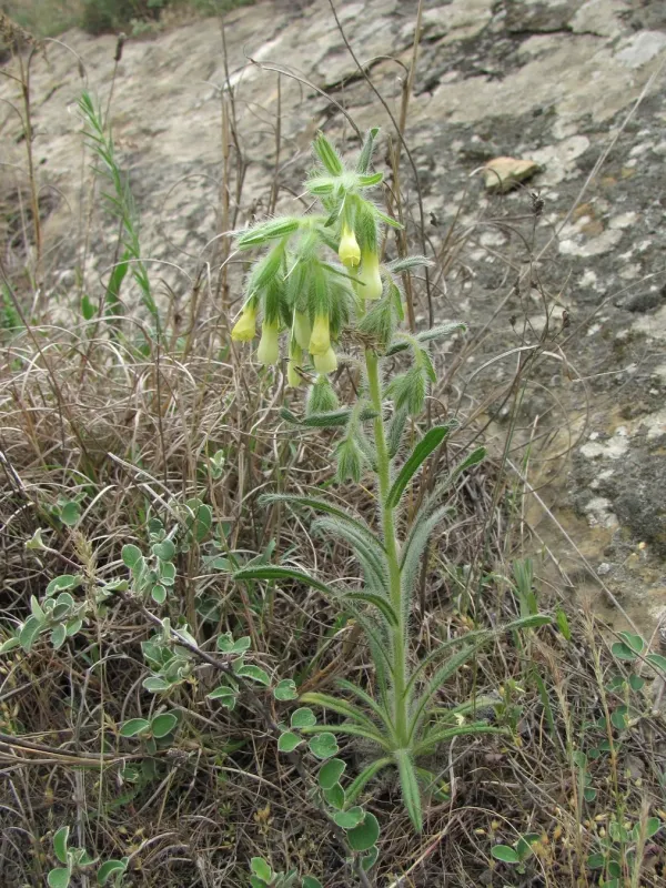 Onosma microcarpa