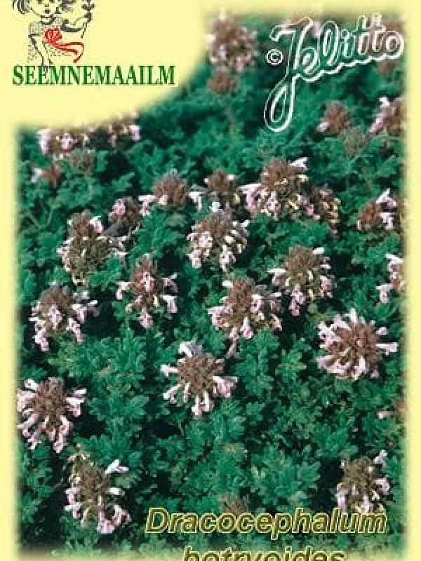 Dracocephalum botryoides
