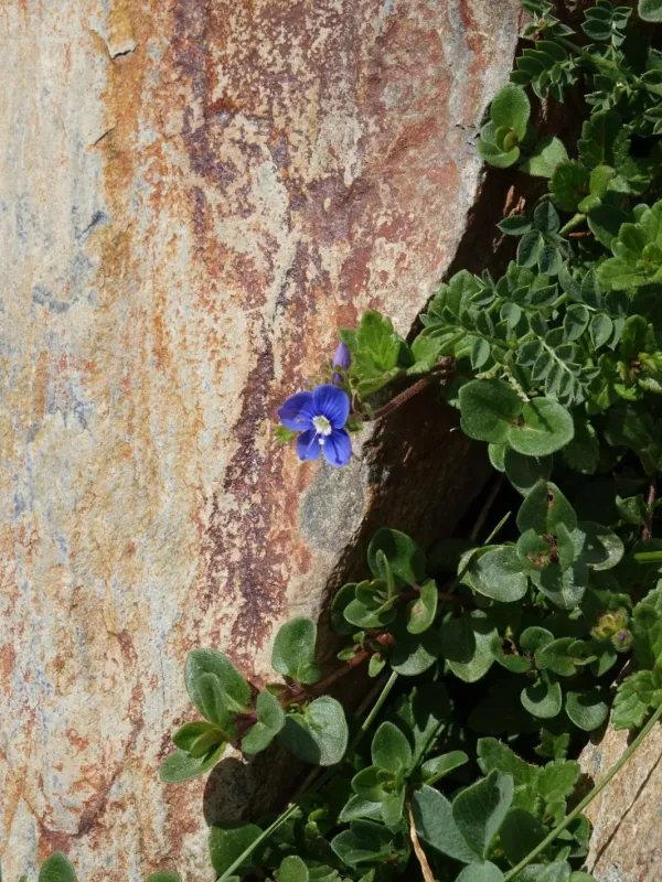 Veronica petraea