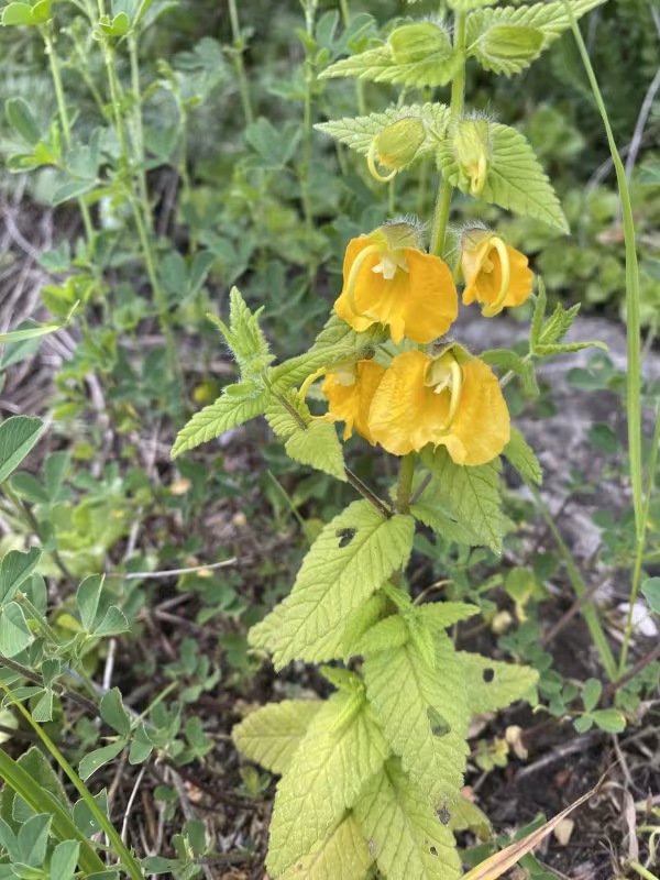 Rhynchocorys orientalis