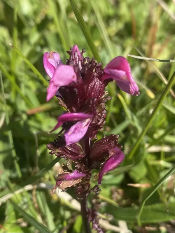 Pedicularis nordmanniana