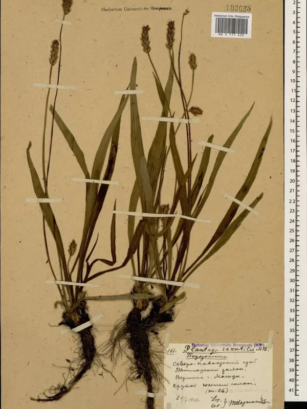 Rock plantain