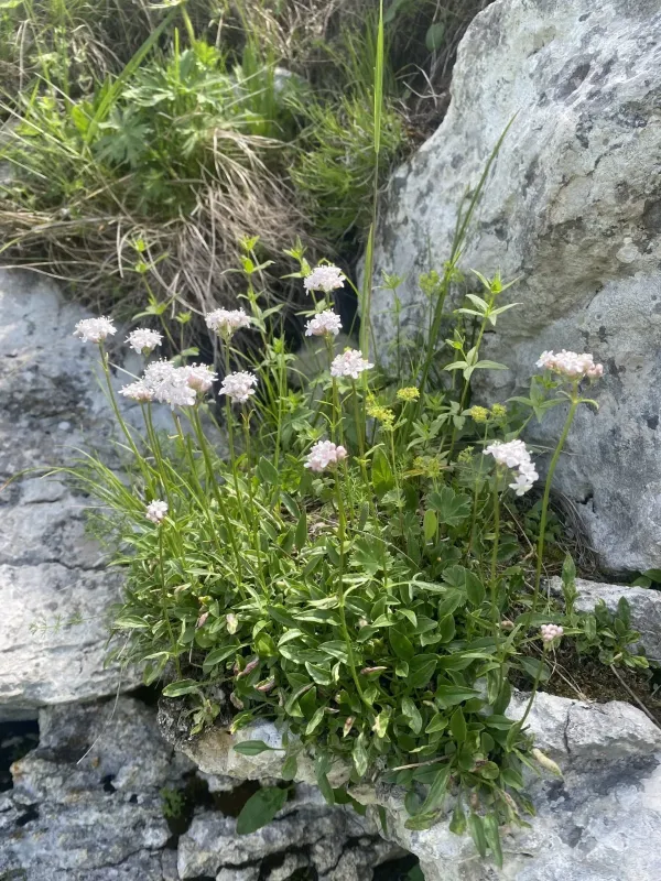 Valeriana saxicola