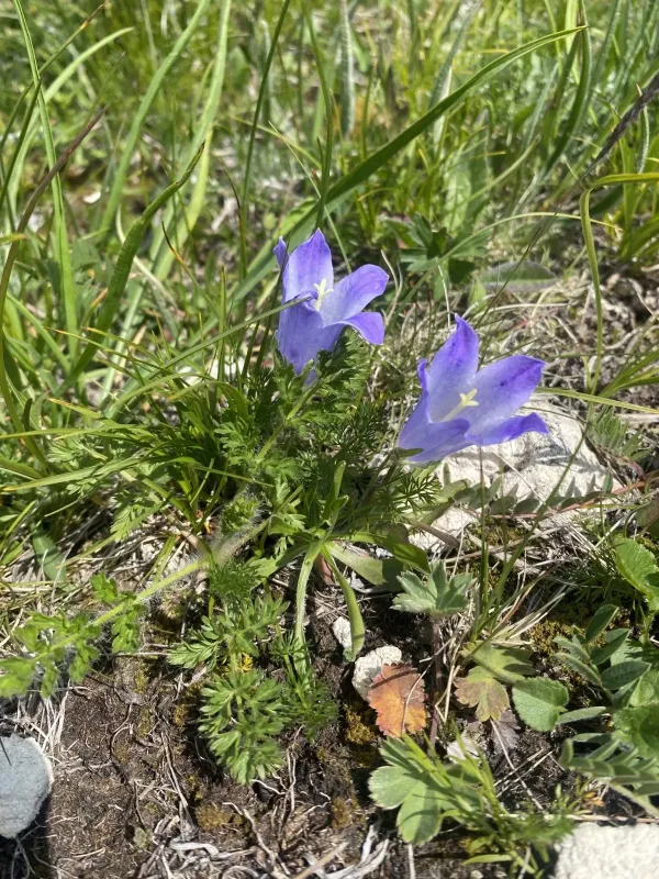 Campanula tridentata
