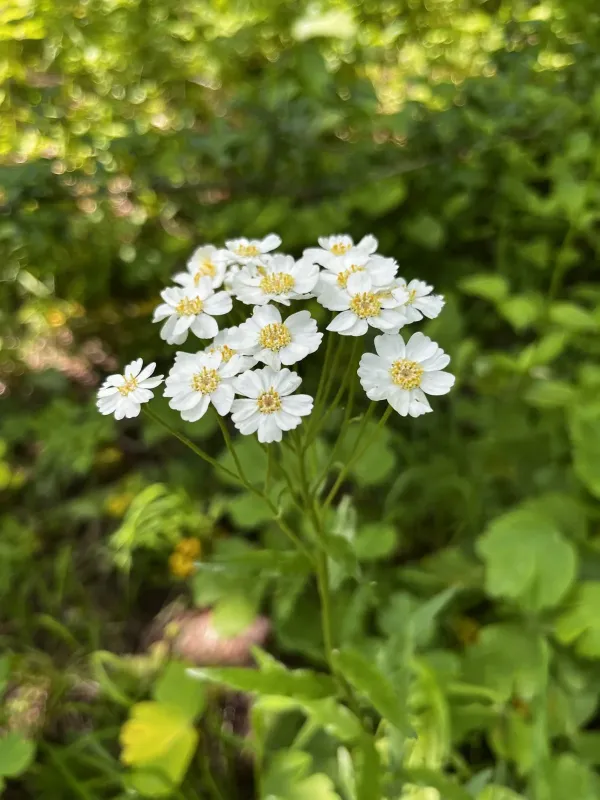 Biserrate yarrow