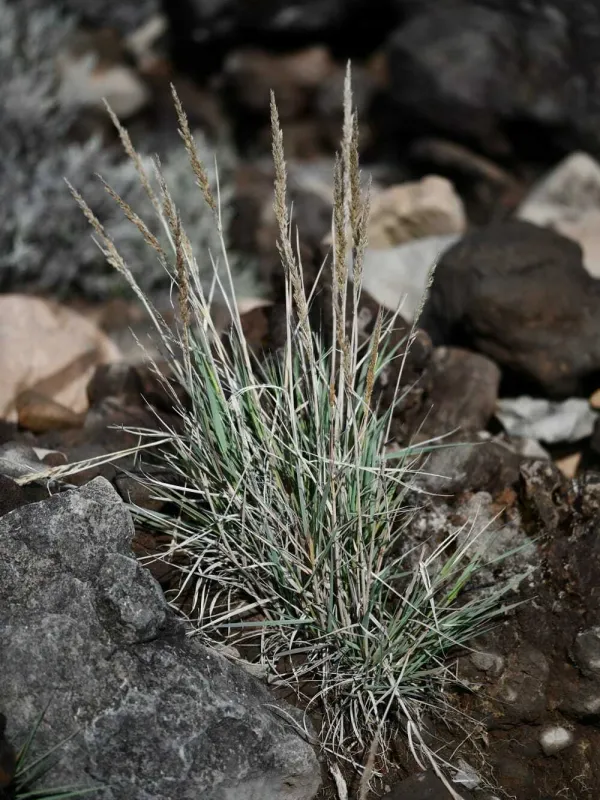 Agrostis salaziensis
