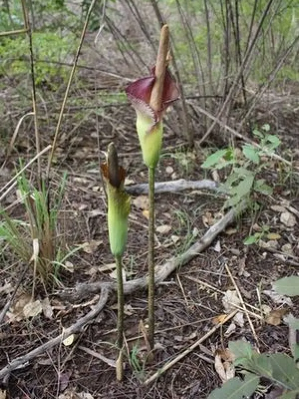 Amorphophallus johnsonii