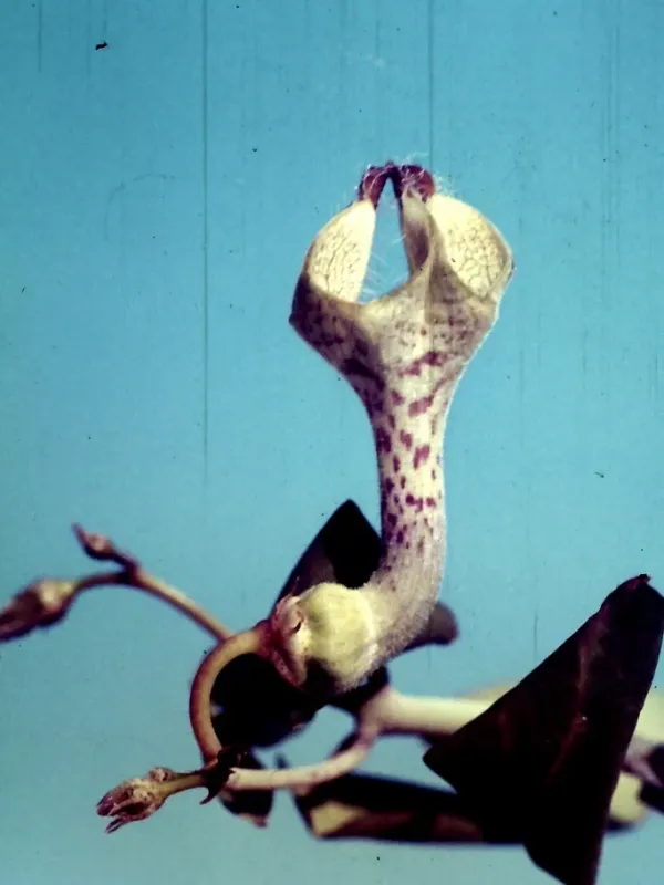 Ceropegia lugardiae