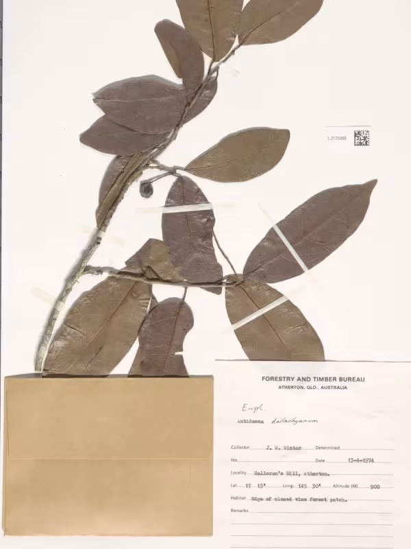 Antidesma dallachyanum