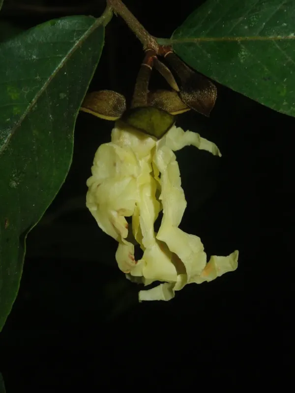Hexalobus crispiflorus