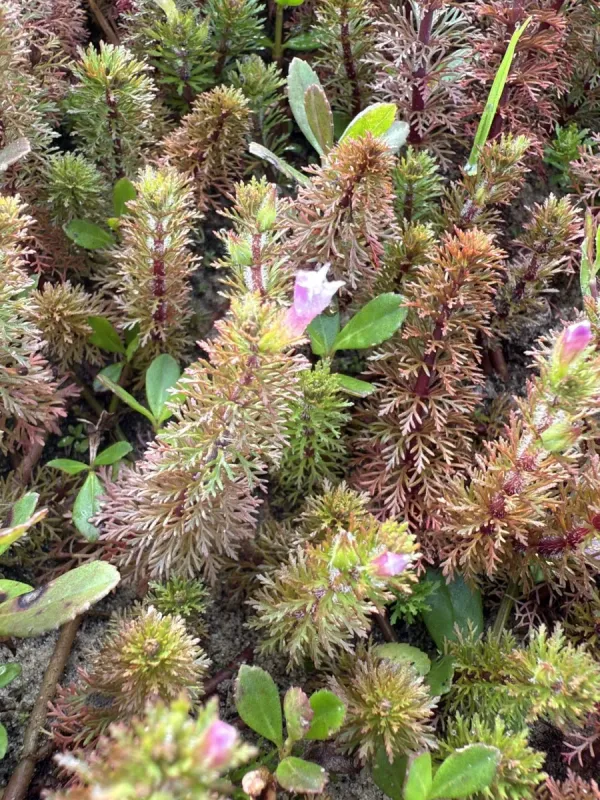 Limnophila sessiliflora