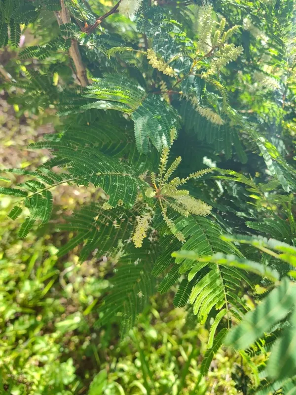 Gagnebina pterocarpa