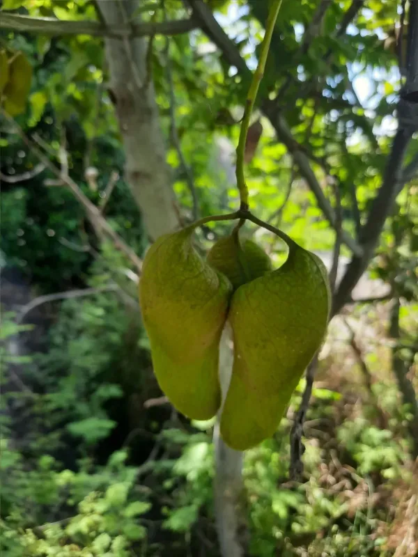 Hildegardia populifolia