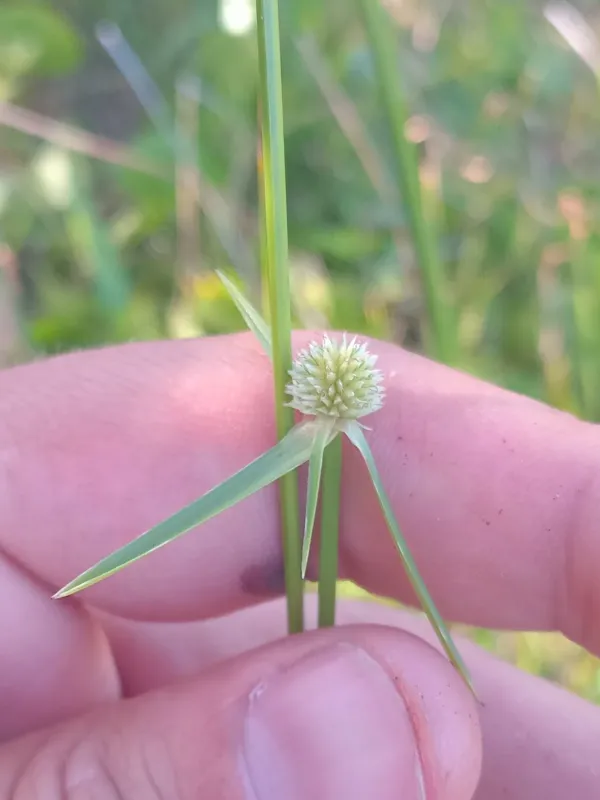 Cyperus obtusatus