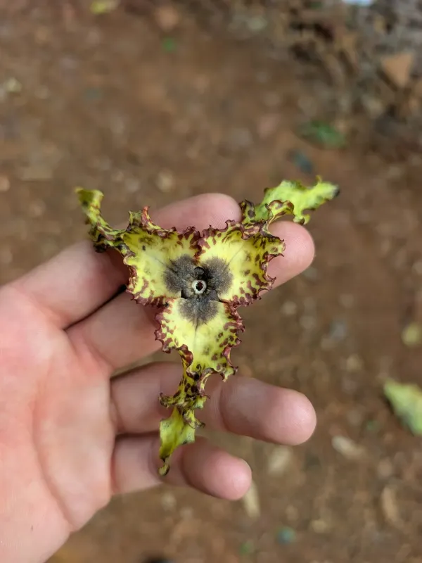 Monodora tenuifolia