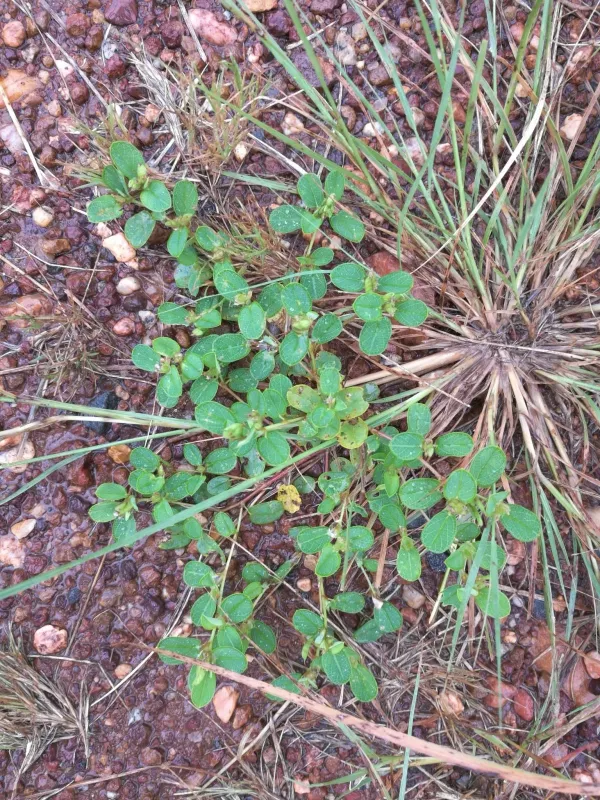 Melliniella micrantha