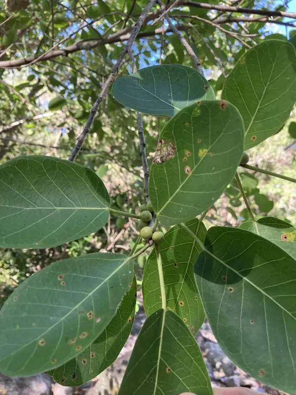 Cotinifolia fig