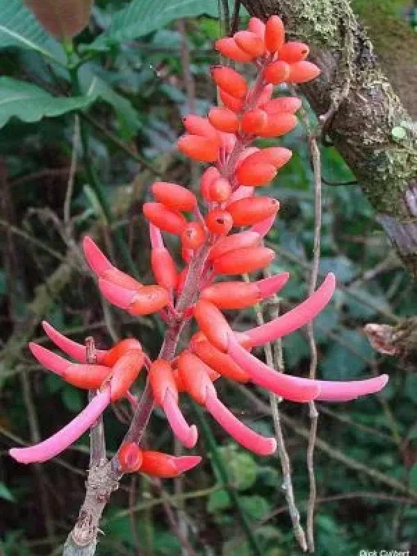 Erythrina chiriquensis