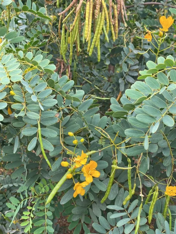Сенна Кандолля