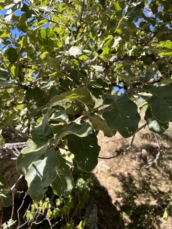 Chihuahuan oak