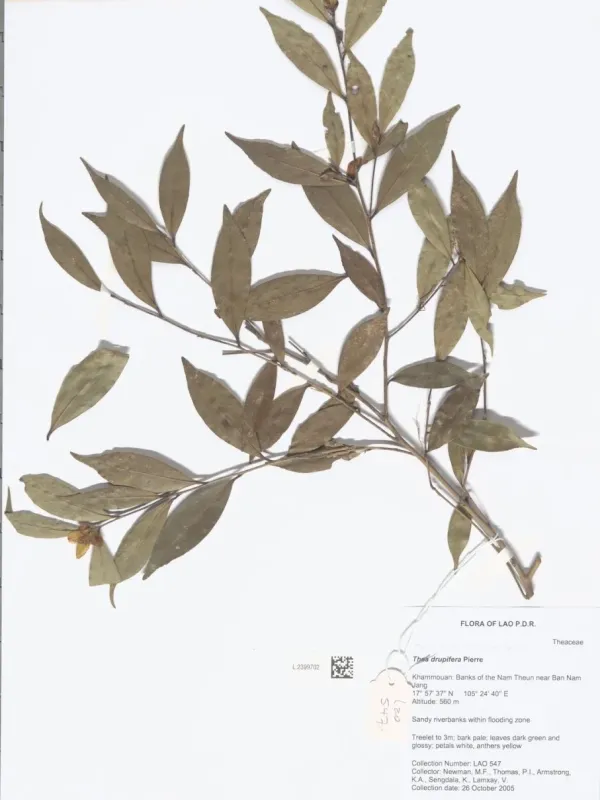 Camellia drupifera
