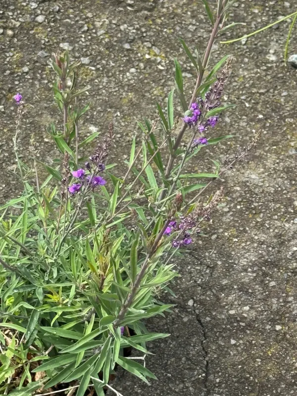 Purple toadflax