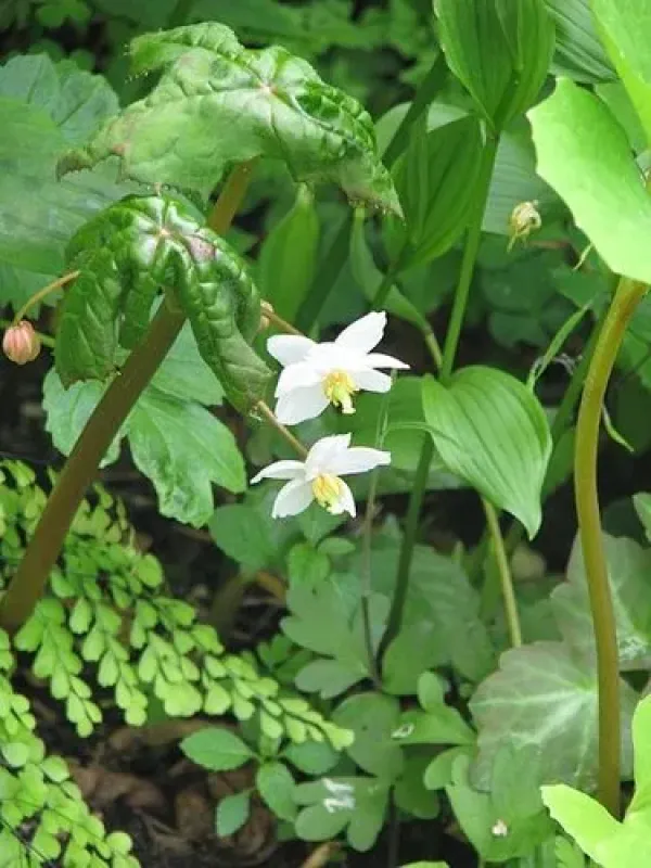 Podophyllum aurantiocaule