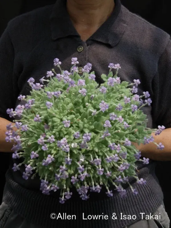 Lindernia cleistandra