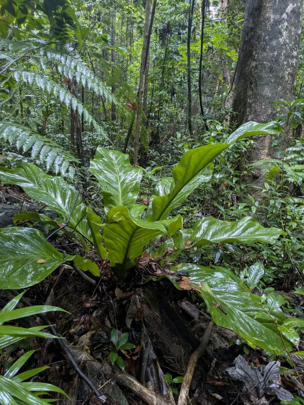 Anthurium hookeri