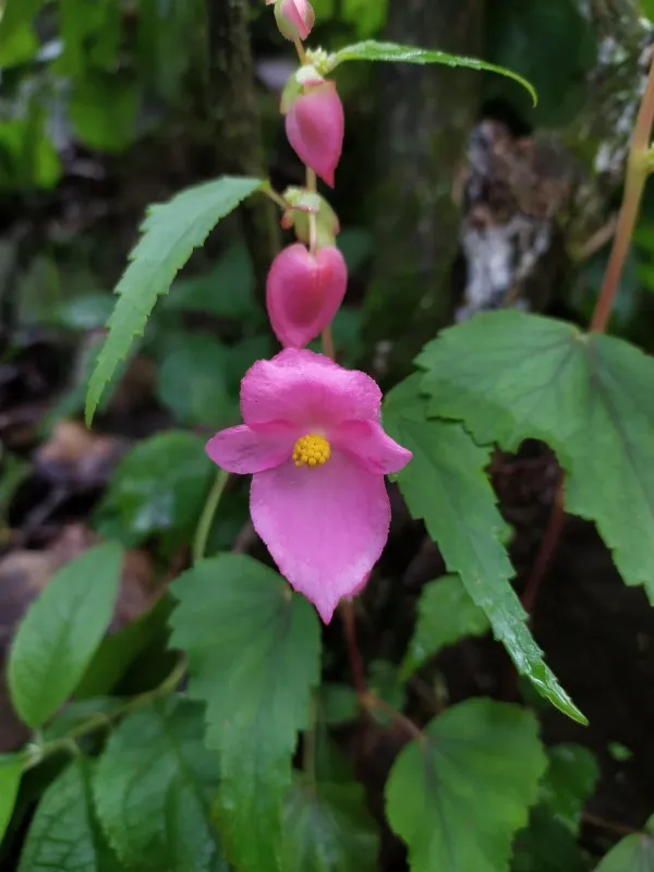 Begonia gracilis