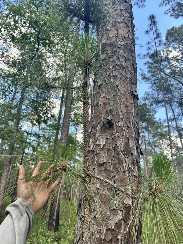 Sonderegger pine