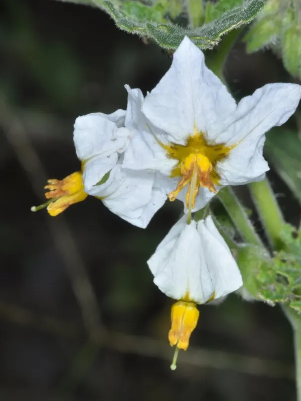 Tweedie's nightshade