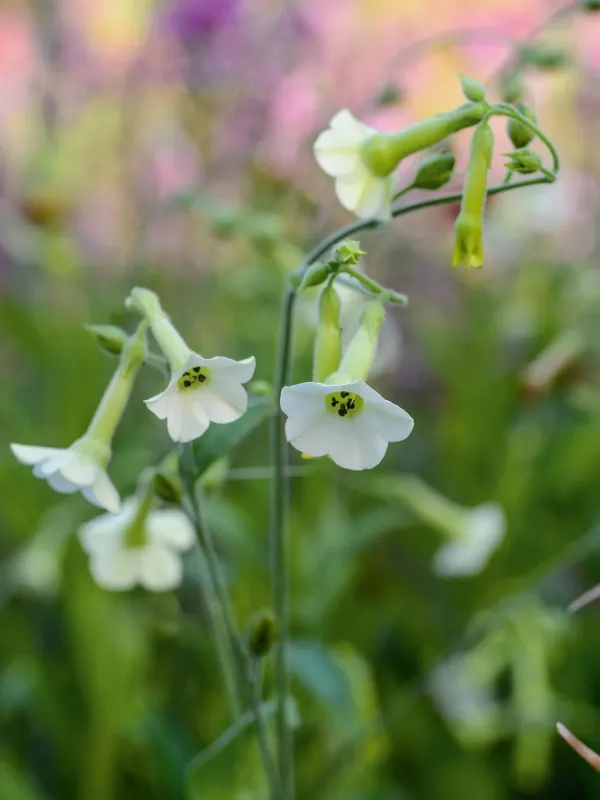 Nicotiana benavidesii