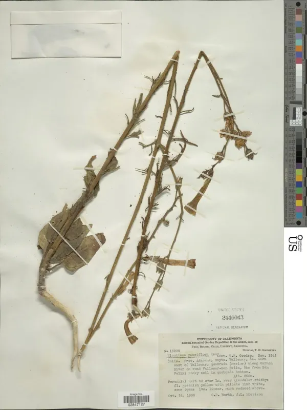 Nicotiana pauciflora
