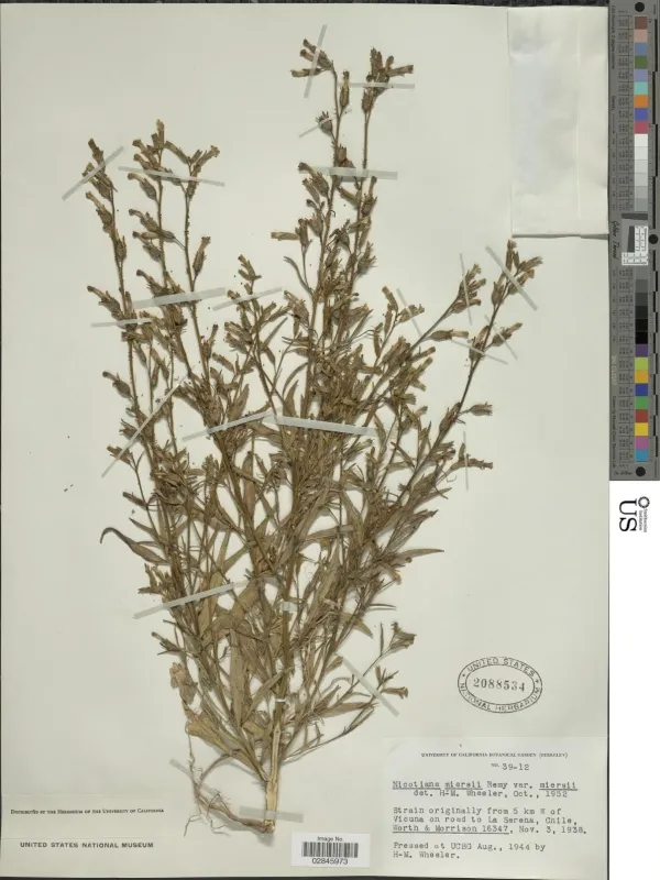 Nicotiana miersii