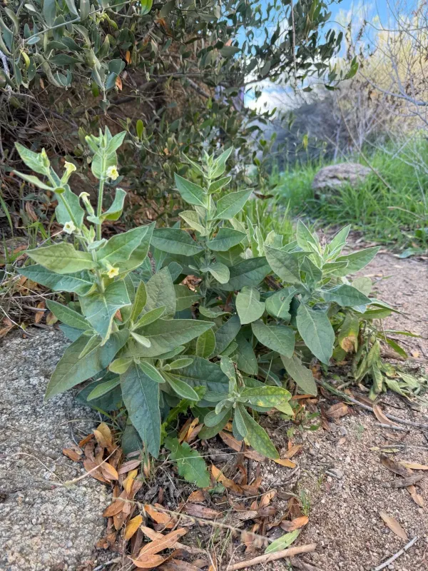 Desert tobacco