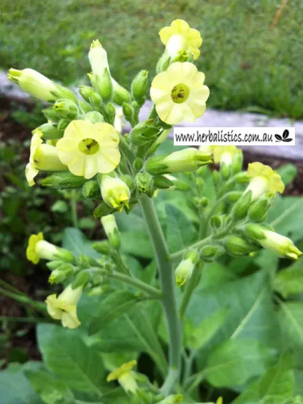 Nicotiana thyrsiflora