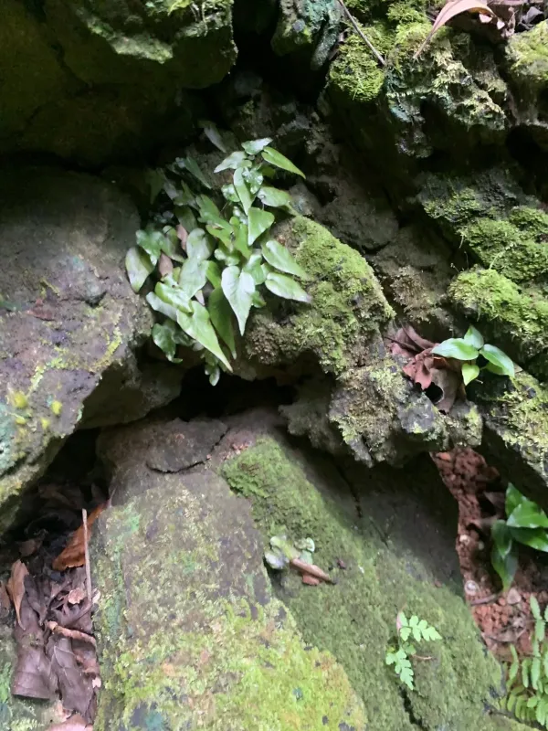 Heart-leaf spleenwort