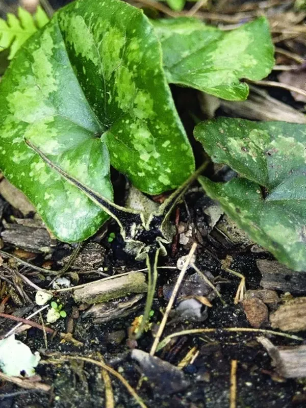 Asarum minamitanianum