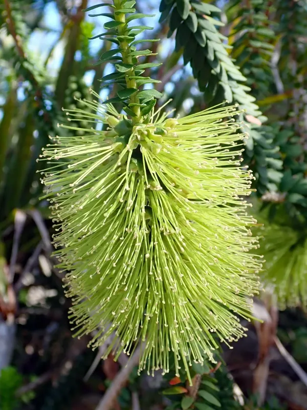 Melaleuca diosmifolia