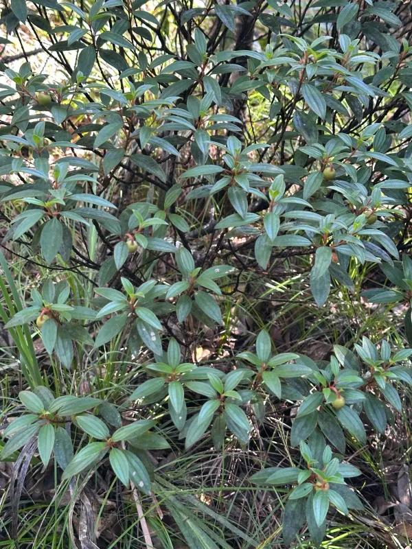 Melastoma tetramerum