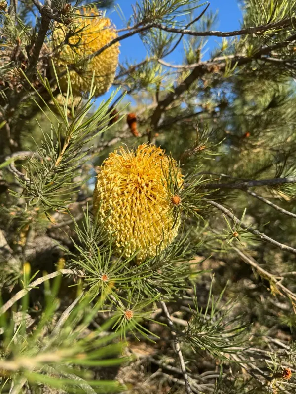 Slender-leaved banksia