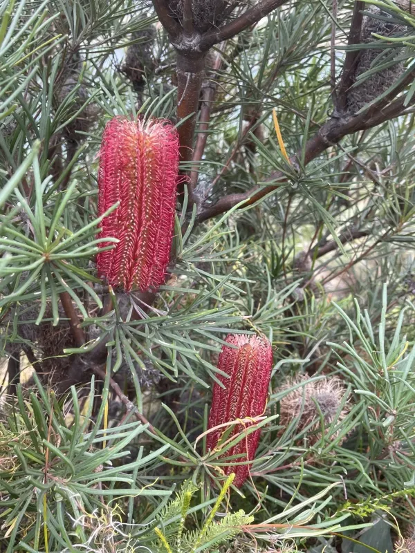 Western Banksia