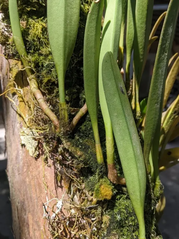 Bulbophyllum affine
